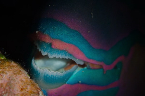 Sleeping parrotfish allowed me to shoot its compelling pa... by Dmitry Starostenkov 